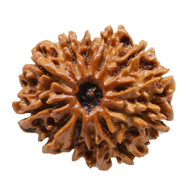 12 Mukhi Nepali Rudraksha – Meaning, Benefits & Significance