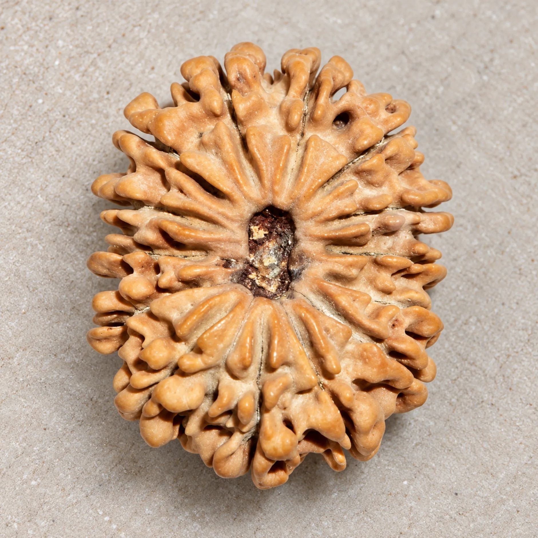 14 Mukhi Nepali Rudraksha – Meaning, Benefits & Significance
