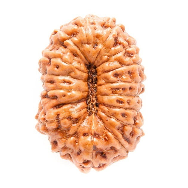 16 Mukhi Rudraksha – Significance, Benefits, Power & Mantra