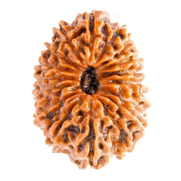 Seventeen Mukhi / 17 Mukhi Nepali Rudraksha – Meaning, Benefits & Significance