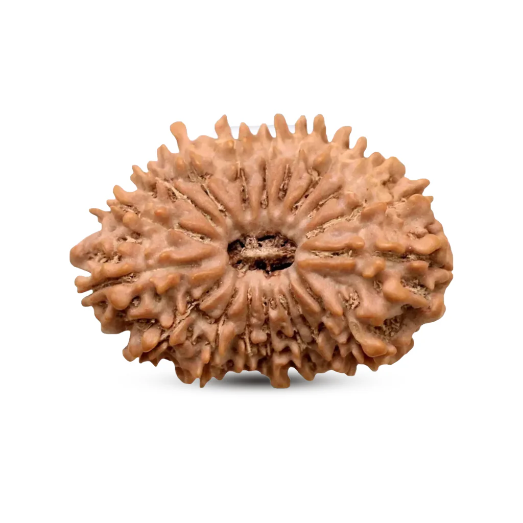 Eighteen Mukhi / 18 Mukhi Nepali Rudraksha – Meaning, Benefits & Significanc
