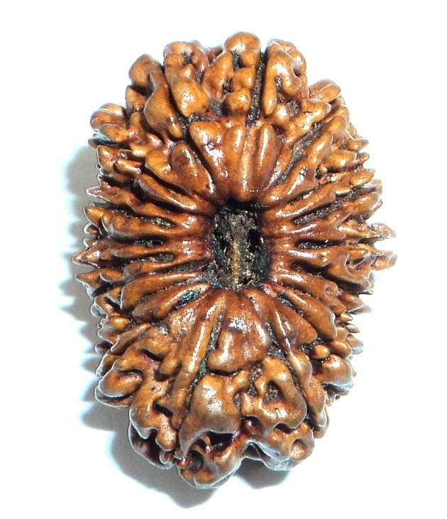 Nineteen Mukhi / 19 Mukhi Nepali Rudraksha – Meaning, Benefits & Significance