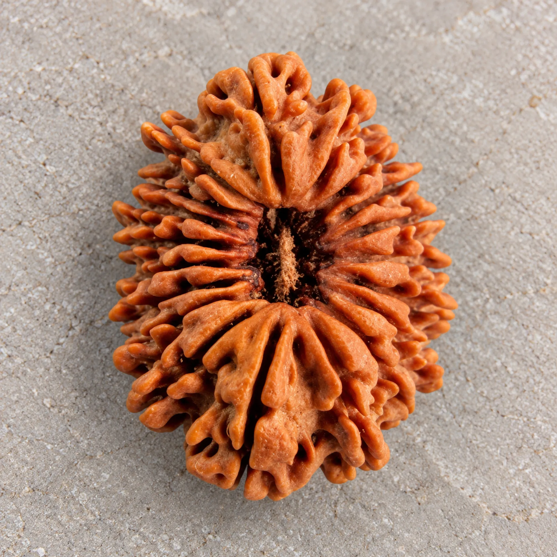 19 Mukhi Indonesian Rudraksha – Benefits, Mantra and Lord Narayana Significance