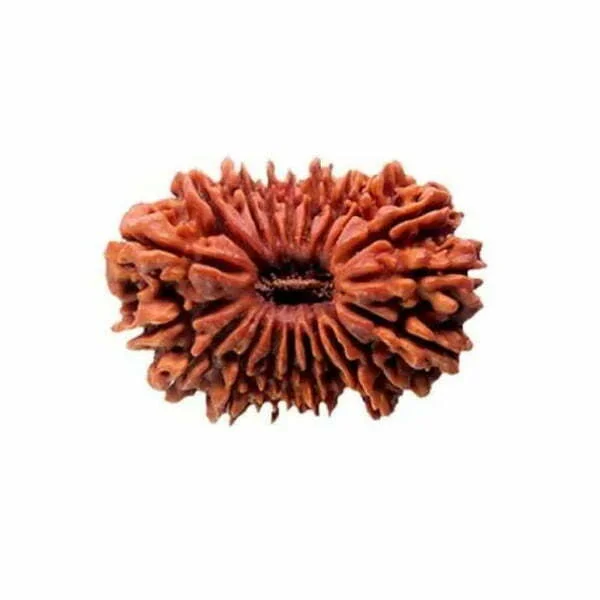 Twenty Mukhi / 20 Mukhi Nepali Rudraksha – Meaning, Benefits & Significance
