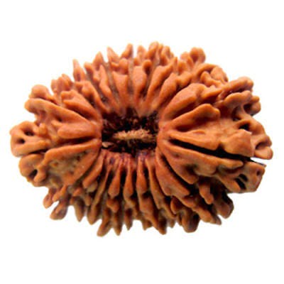 21 Mukhi Nepali Rudraksha – Meaning, Significance & Benefits