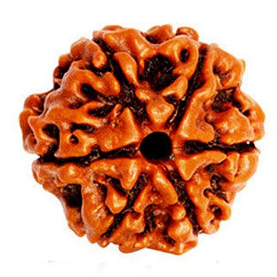 6 Mukhi Indonesian Rudraksha – Benefits, Mantra and Spiritual Significance