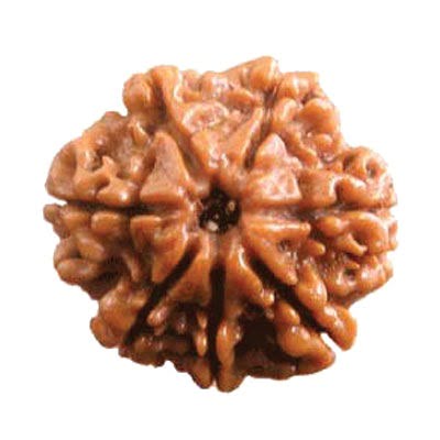 7 Mukhi Indonesian Rudraksha – Benefits, Mahalakshmi, Shani & Mantra