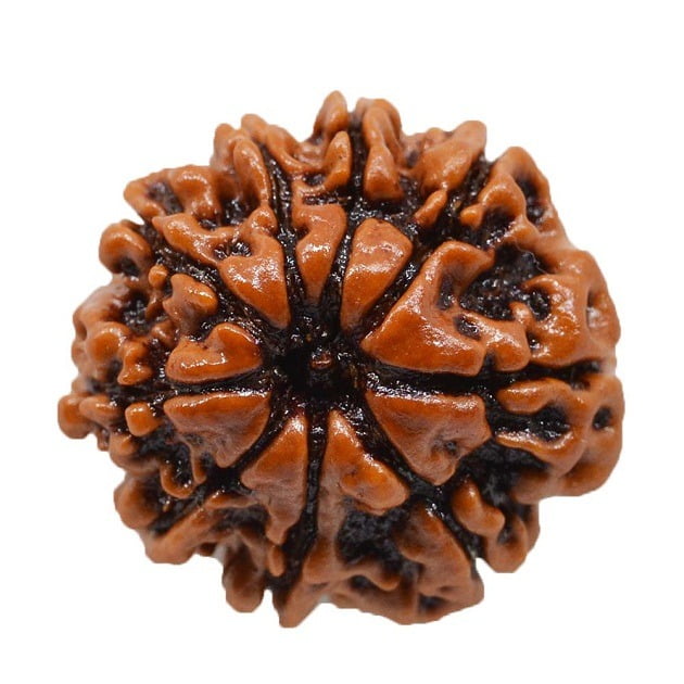 Nine Mukhi/9 Mukhi Nepali Rudraksha