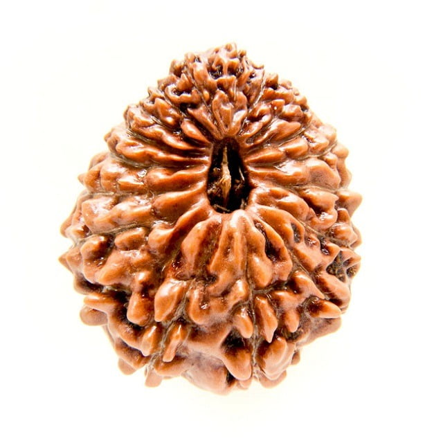Eighteen Mukhi Rudraksha Info