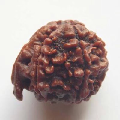 Ganesha Rudraksha