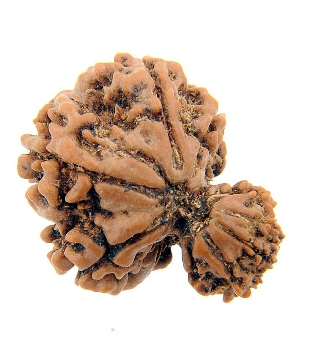 Garbh Gauri Nepali Rudraksha