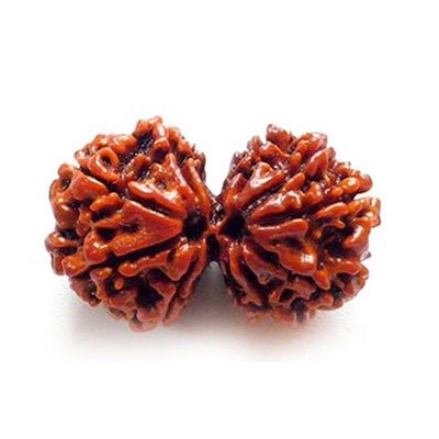 Gauri Shankar Nepali Rudraksha – Meaning, Benefits & Significance