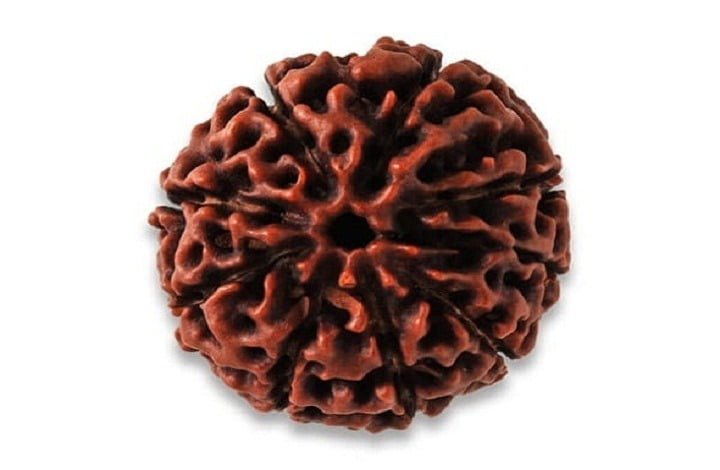 Medicinal Value of Rudraksha