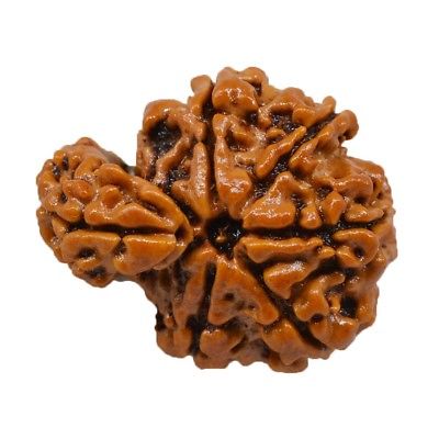 Nepali Savar Rudraksha