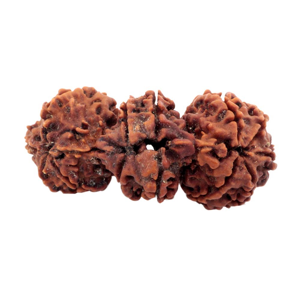 Nepali Trijuti Rudraksha – Meaning, Benefits, Power & Significance