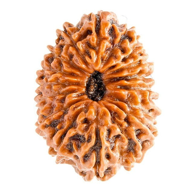 Seventeen Mukhi Rudraksha Info
