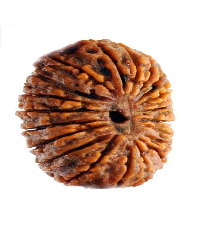 Twenty Mukhi Rudraksha Info