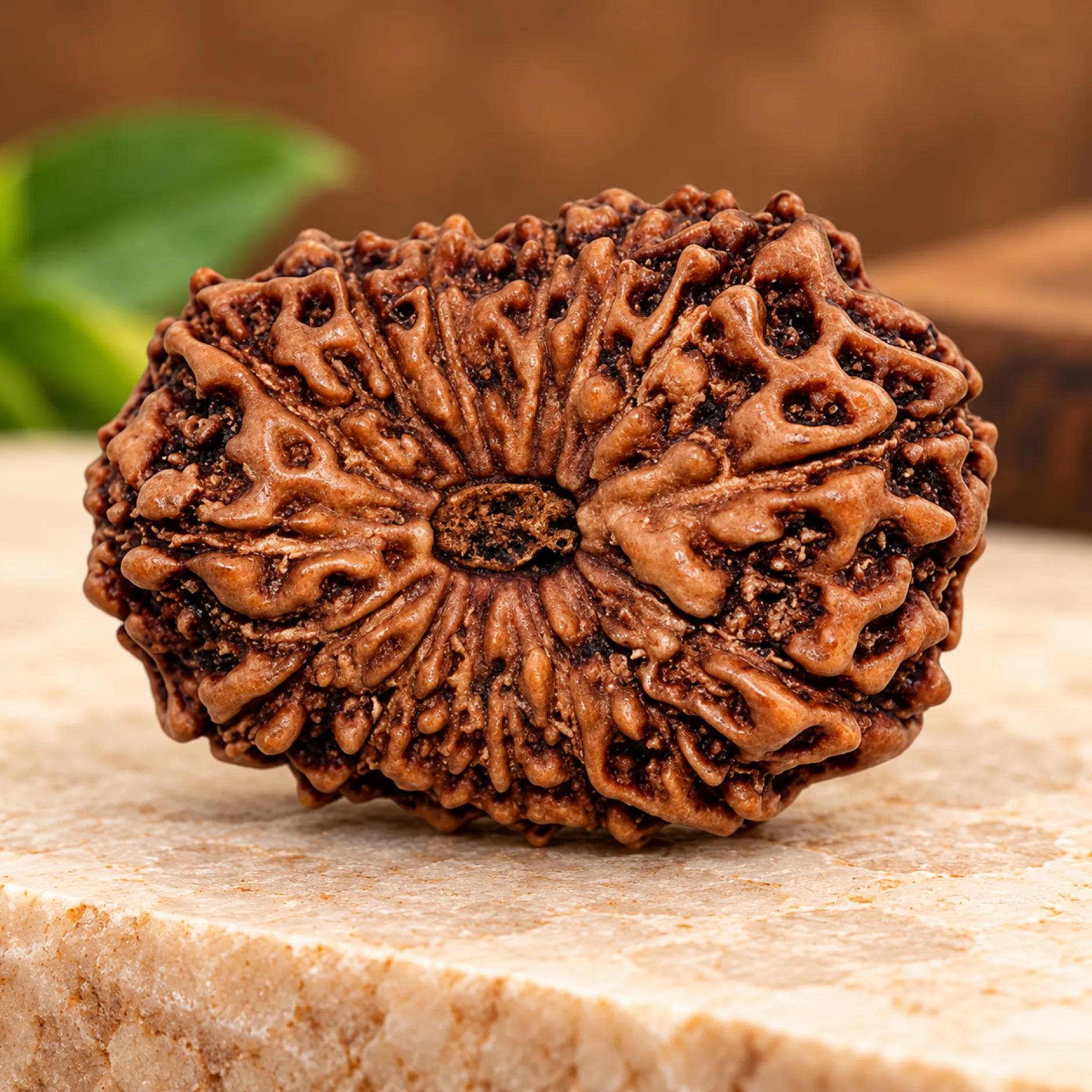 Certified 15 Mukhi Rudraksha | 15 Mukhi Rudraksha Benefits