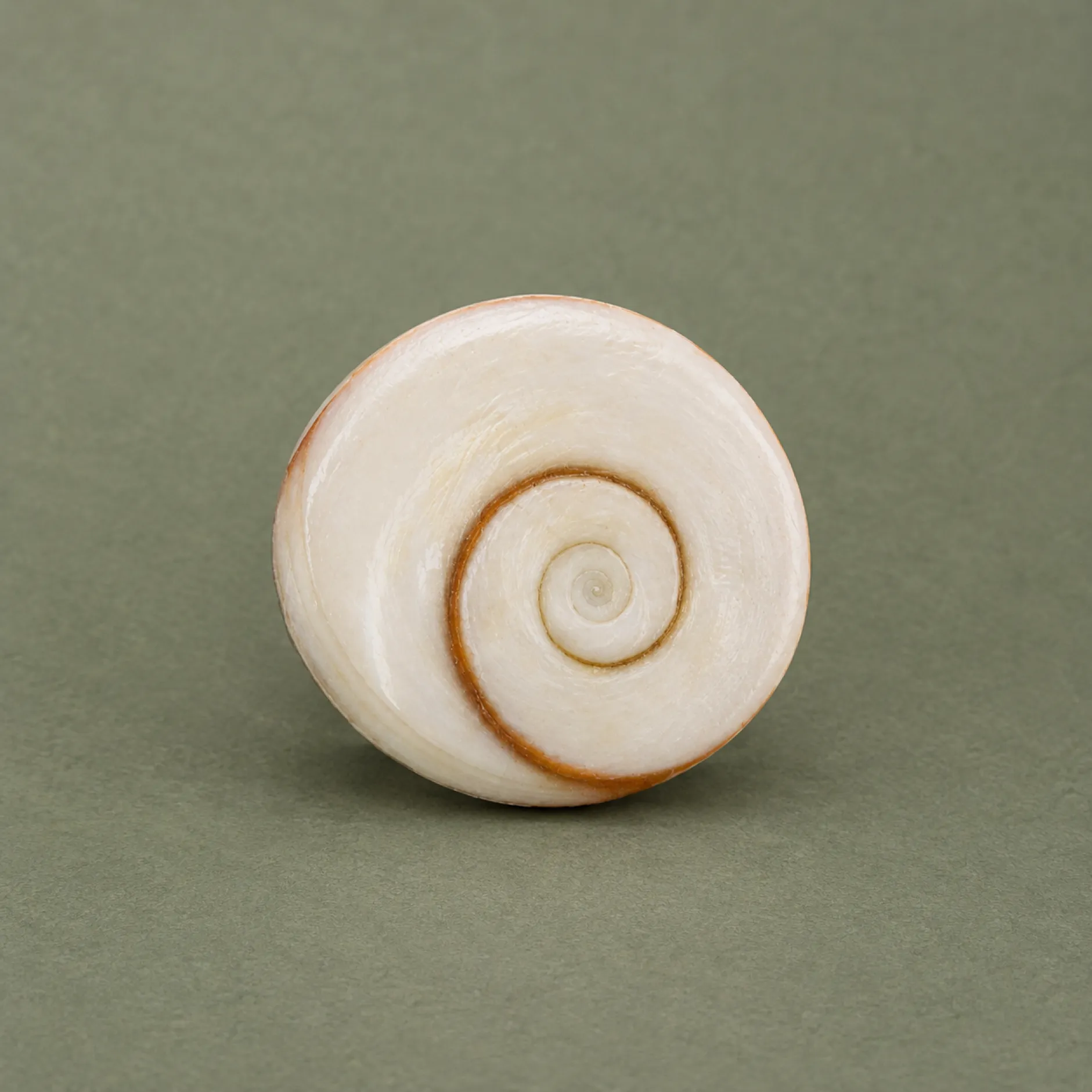 Gomti Chakra